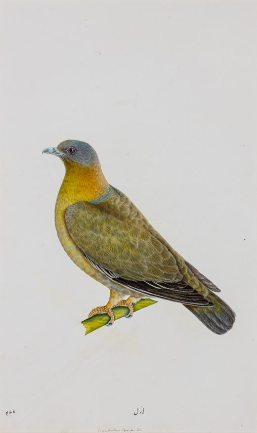 A Female Yellow-Footed Green Pigeon (Treron phoenicoptera) | MasterArt